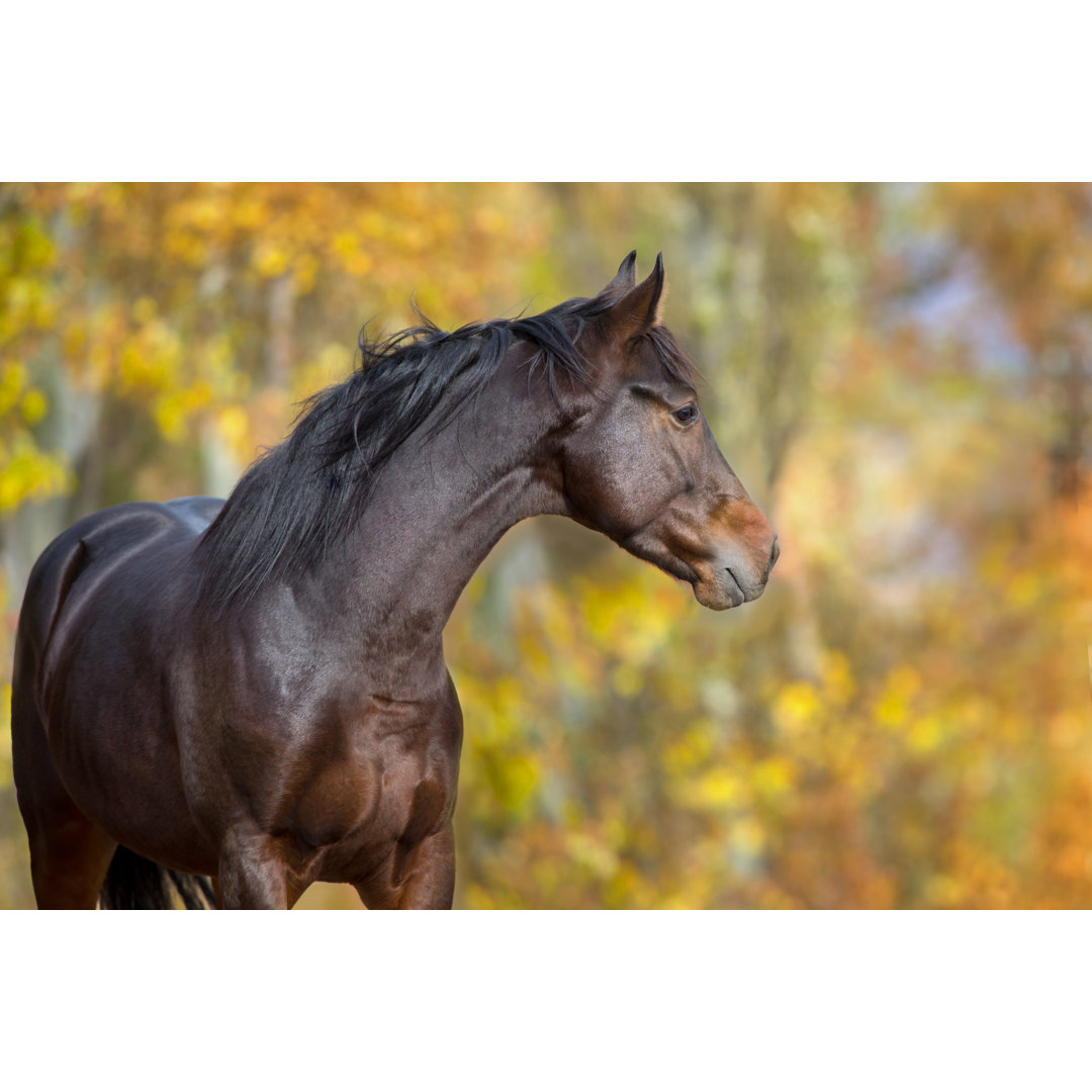Bay Horse by Callipso - Wrapped Canvas Print