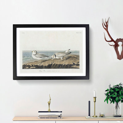Piping Plover Birds by John Audubon - Picture Frame Painting Print