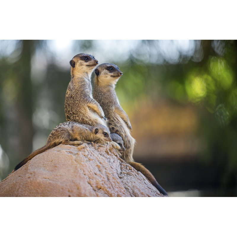 Wildlife 017 - No Frame Rectangle Print Photographic Print on Metal, 98cm H x 148cm W x 10cm D