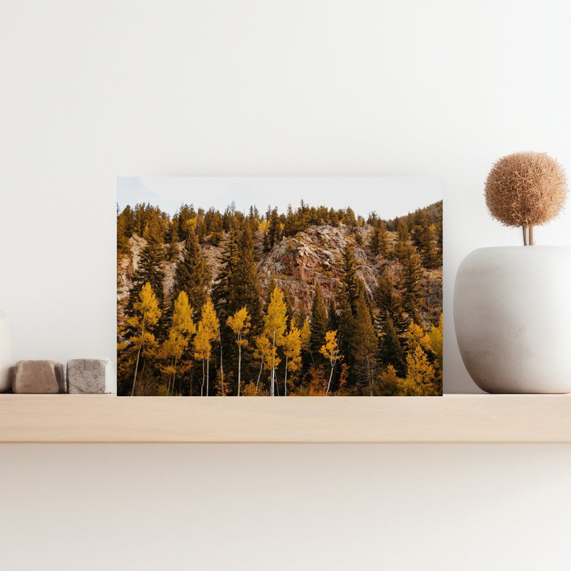 Guanella Pass Aspens, H 12 po x l 18 po