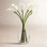 Cauldwell Calla Lily Stems