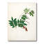 Botanique rétro - peinture sur toile-59815094-59815091