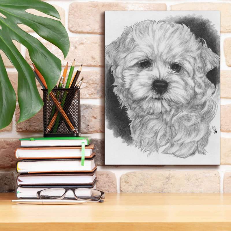 'Maltichon' by Barbara Keith, Canvas Wall Art