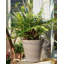 Cintre Lemur Pot Buddy