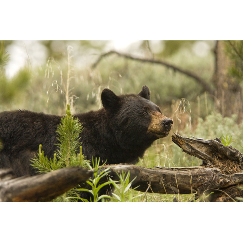 Cute Black Bear by Mtilghma - Wrapped Canvas Print, 51cm H x 76cm W