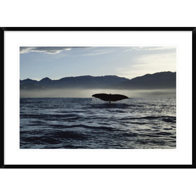 " Sperm Whale Tail, New Zealand "