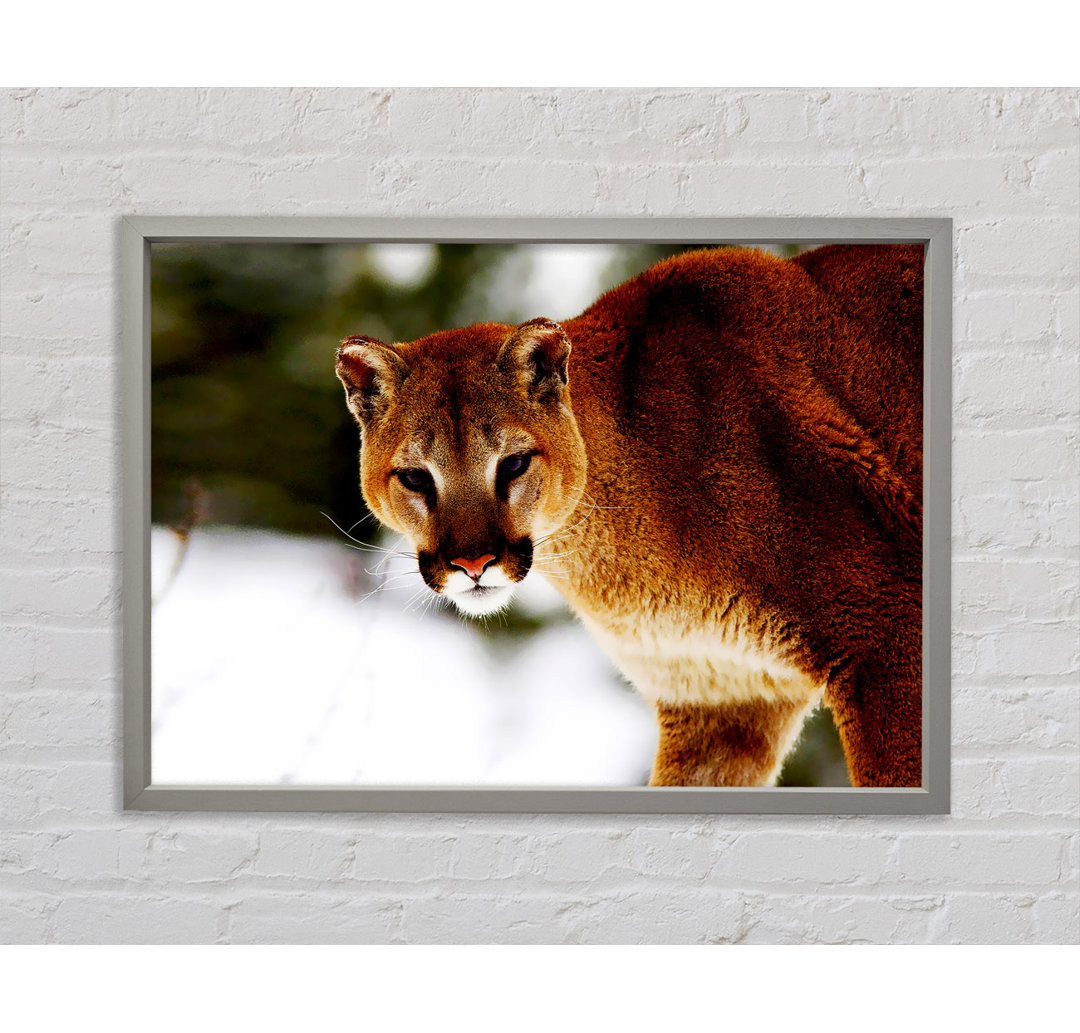 Florida Panther In The Snow - Einzelbildrahmen Kunstdrucke auf Leinwand