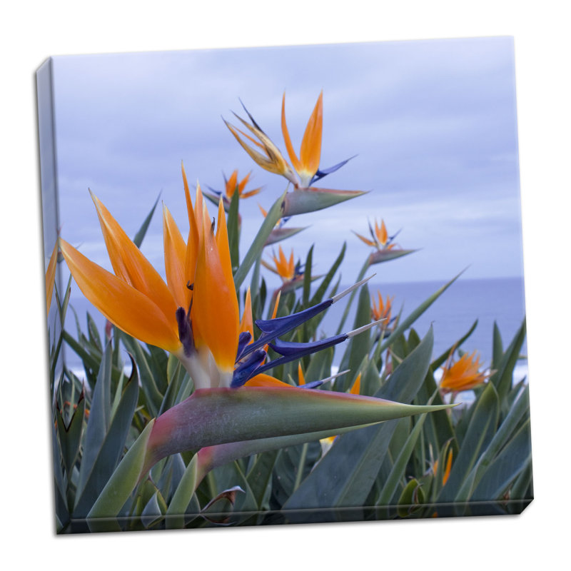 « oiseau of paradise i », reproduction de photo sur toile tendue