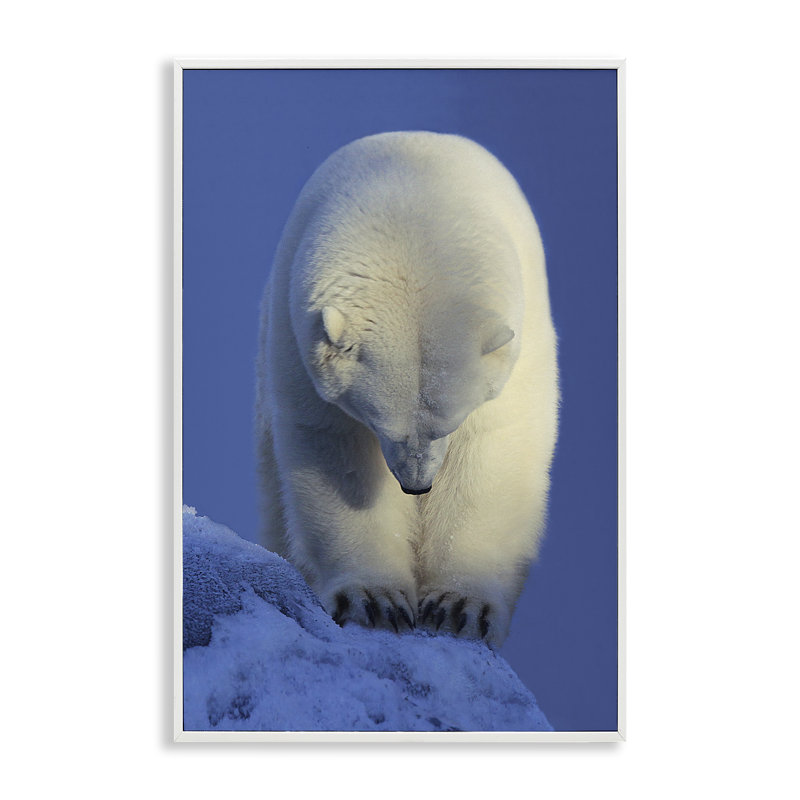 Contemplation, giclée d'ours polaire par Shane Lamb, Estampe numérique encadrée blanc bord de mer, H 30 po x l 20 po