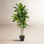 Larson 48'' Faux Dracaena Tree in Planter