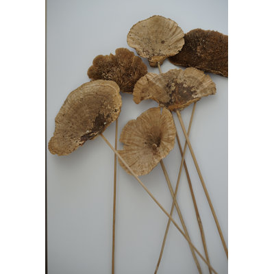 Champignons séchés