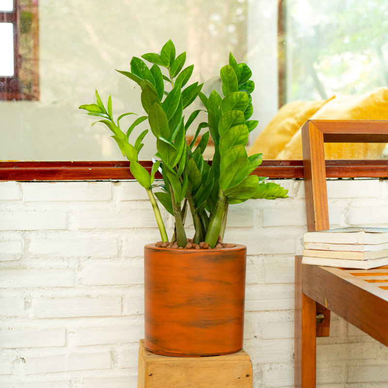 Pot à fleurs innovant à arrosage automatique pour un entretien sans effort des plantes et un décor intérieur élégant