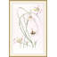 Lilium 1 Print-1830285204
