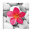 Zen Flower by PhotoINC Studio - Print on Canvas-49968262-101413495