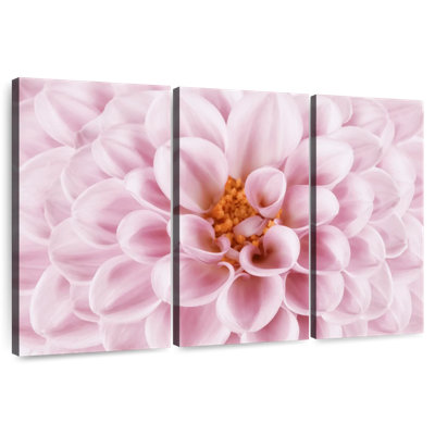 Dahlia rose Harnek