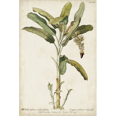 Banana Palm I - Art Print