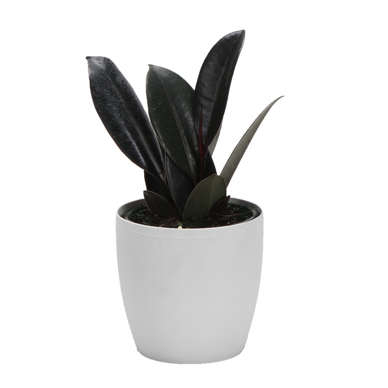 Live Burgundy Rubber Plant in Classic Pot, White