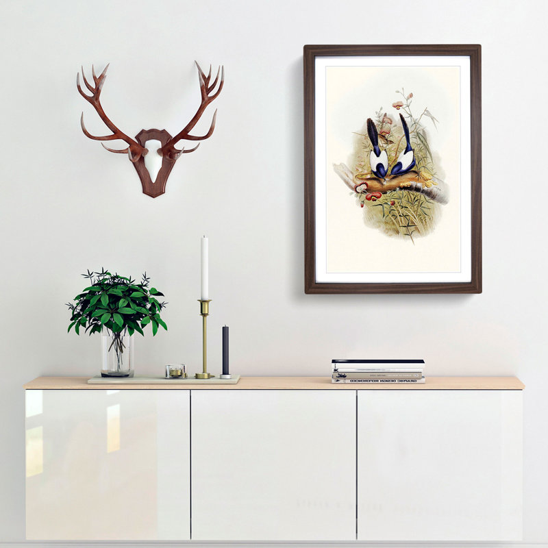 Superb Warblers by Elizabeth Gould - Picture Frame Art Prints, Walnut Framed, 48cm H x 36cm W x 2cm D