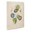 Morning Glory Flowers by Pierre-Joseph Redoute - Wrapped Canvas-55362544