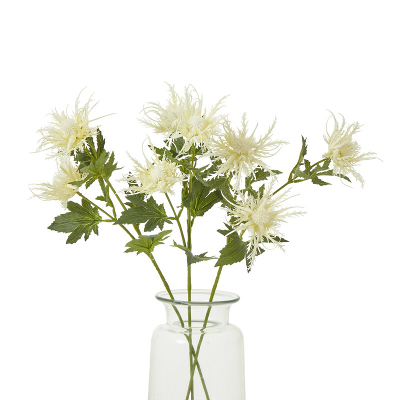 Anastasija Arrangement, Cream