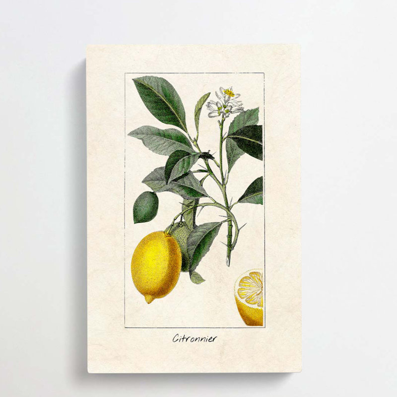 Illustration Of A Lemon Tree - Single Picture Frame Painting, 50cm H x 35cm W x 3cm D, Wrapped Canvas