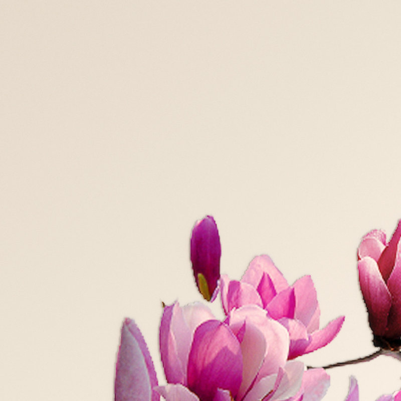 White and Pink Magnolia Flowers Wall Sticker