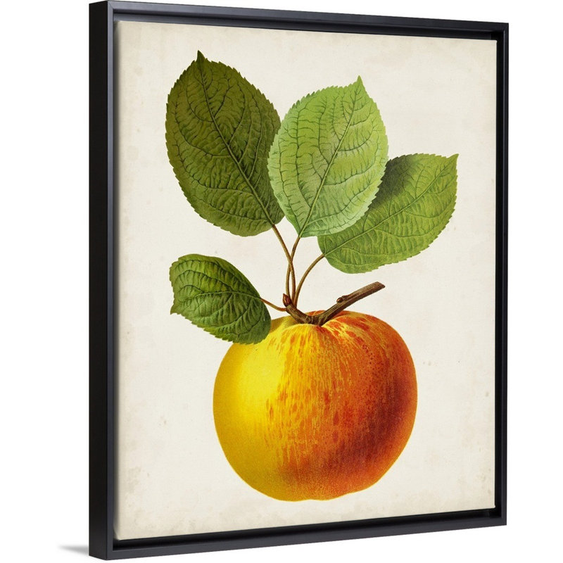Antique Fruit I - reproduction d'art sur toile, H 31,7 po x l 25,7 po x P 1,75 po, Cadre flottant noir