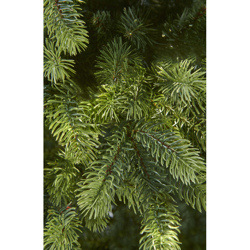 OAKLEY FIR - 7.5ft Artificial Christmas Tree