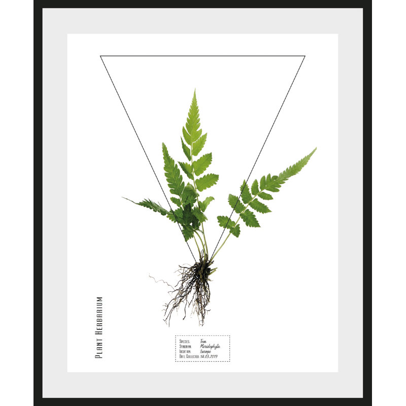 Plant - Single Picture Frame Print
