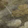 Premium Machine Washable Cerrito Taupe Rug