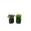 Fernly Ceramic Pot Planter