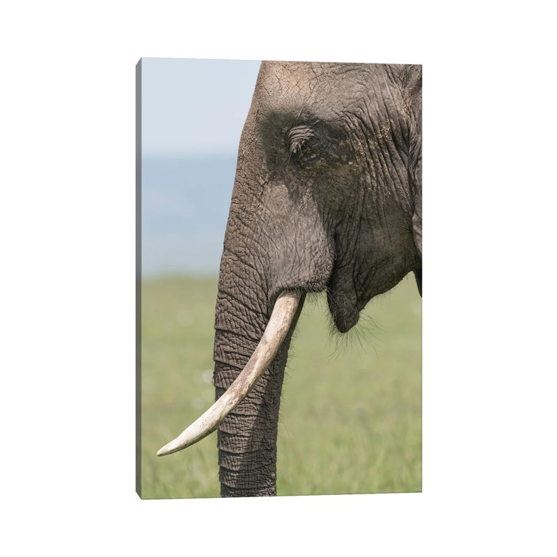 Africa, Kenya, Maasai Mara National Reserve Close-up of Elephant Head 1 Piece Wrapped Canvas Painting, 30.48cm H x 20.32cm W