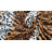 Safari Throw Blanket-1838747018