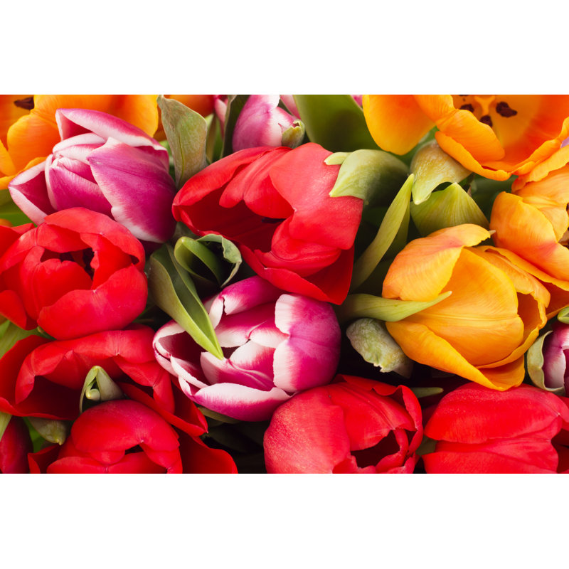 Closeup Of Tulips - Wrapped Canvas Print, 30cm H x 46cm W