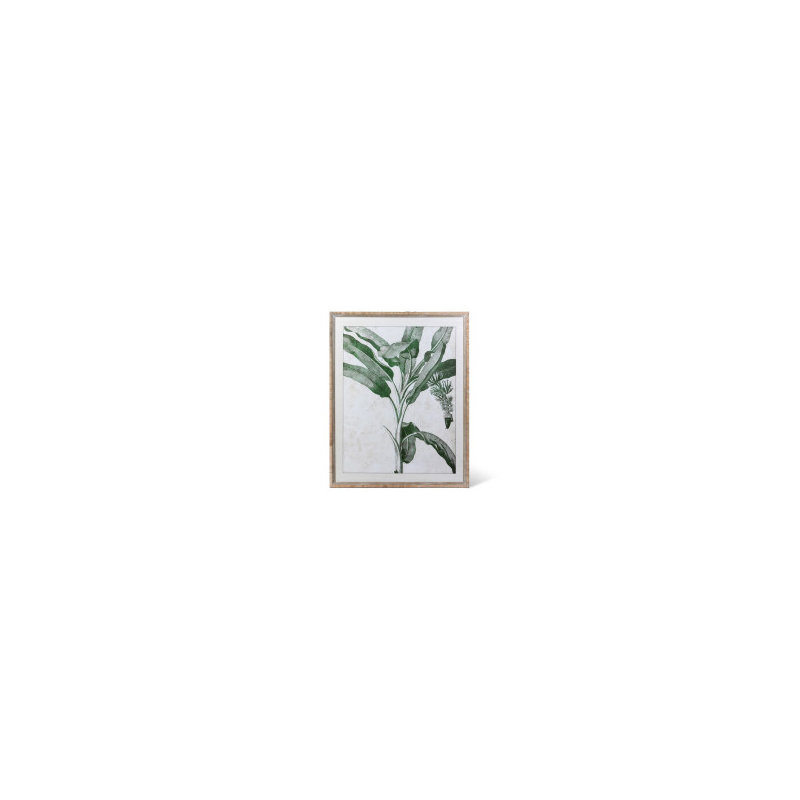 Plants & Flowers