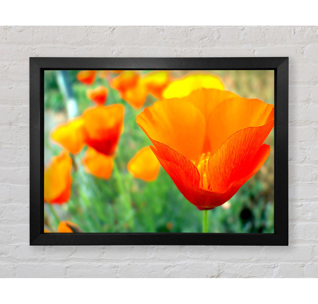 California Poppies Orange - Einzelne Bilderrahmen Kunstdrucke