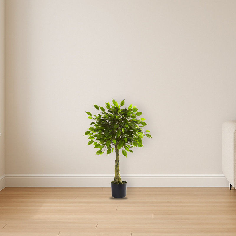 Ficus Silk Tree
