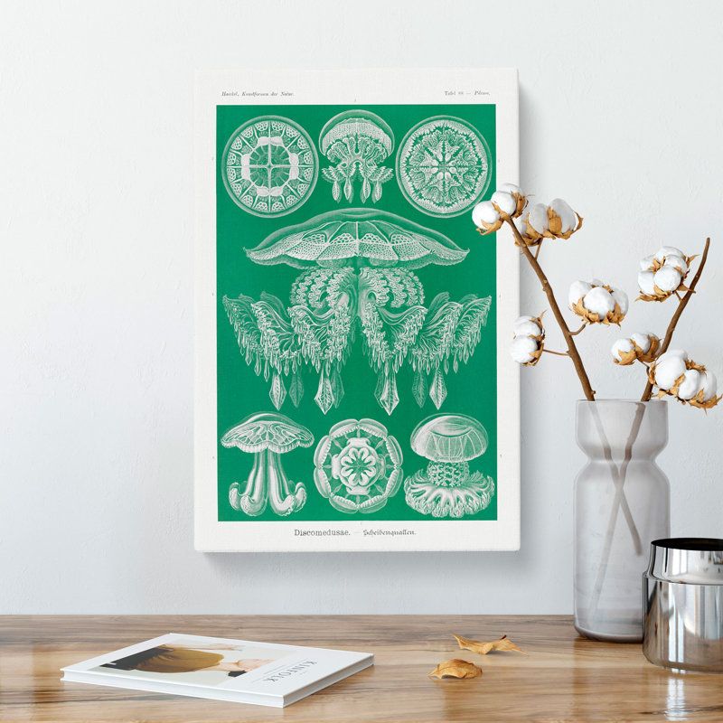 Discomedusae Jellyfish Vol.4 by Ernst Haeckel - Wrapped Canvas Painting, 76cm H x 50cm W x 3cm D