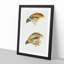 Kite Birds by John Gould - Picture Frame Graphic Art Print-55609537-55609540