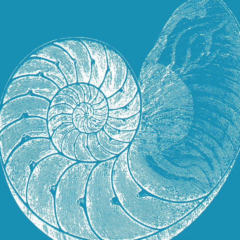Saturated Shell IV by Vision Studio - Wrapped Canvas Print, 30cm H x 30cm W x 3.8cm D