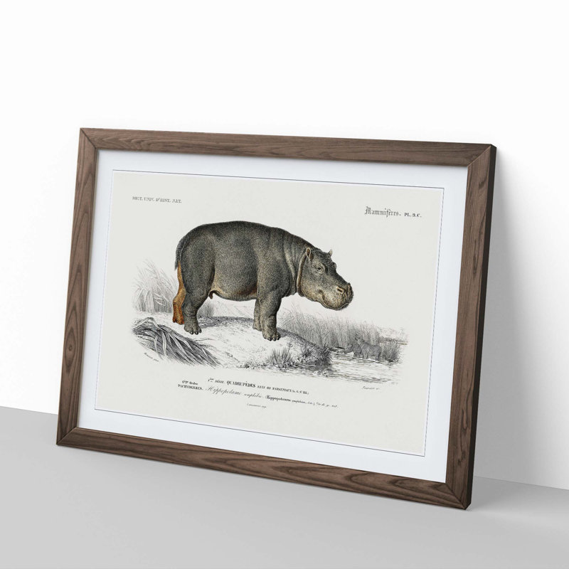 Hippopotamus Illustration by Charles D'Orbigny - Picture Frame Painting Print, 48cm H x 65cm W x 2cm D, Walnut Framed