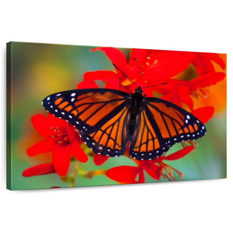 «Viceroy Butterfly» imitant le papillon monarque