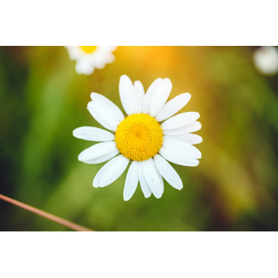 «Daisy» par Druvo