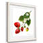 Strawberry Study II, reproduction d’art encadrée-239208538-239213689-243089460
