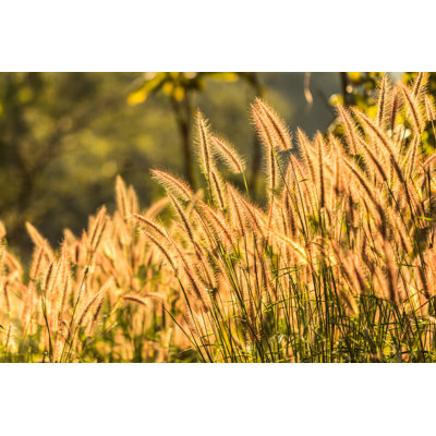 The Grass Flowers - Wrapped Canvas Print