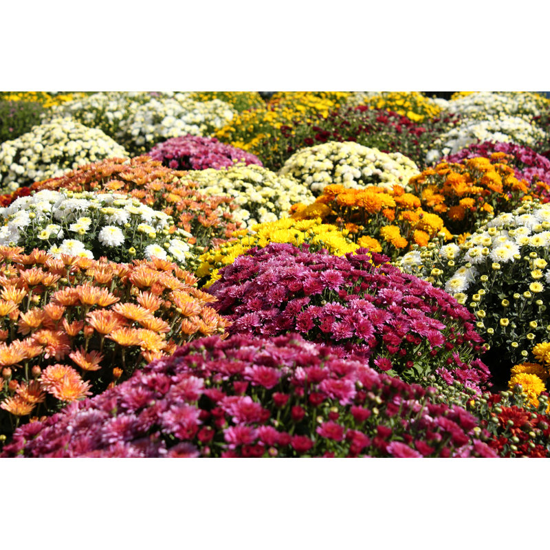 Flower by Goce - Wrapped Canvas Print, 20cm H x 30cm W x 3.8cm D