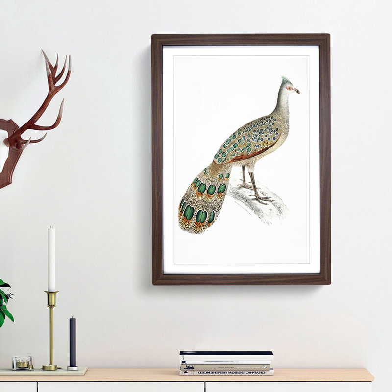 Peacock-Pheasant by John Edward Gray - Picture Frame Painting Print, Walnut Framed, 36cm H x 27cm W x 2cm D