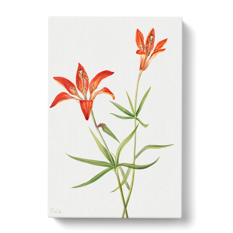 Lily by Mary Vaux Walcott - Wrapped Canvas Painting, 60cm H x 40cm W x 3cm D