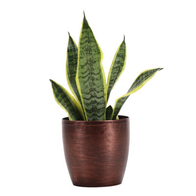 Live Laurentii Snake Plant in Classic Pot