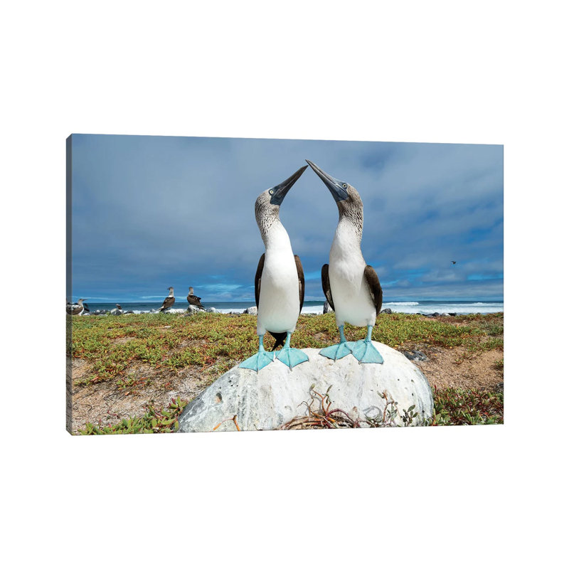 Blue-Footed Booby Pair Courting, Santa Cruz Island, Galapagos Islands, Ecuador by Tui De Roy - Wrapped Canvas Print